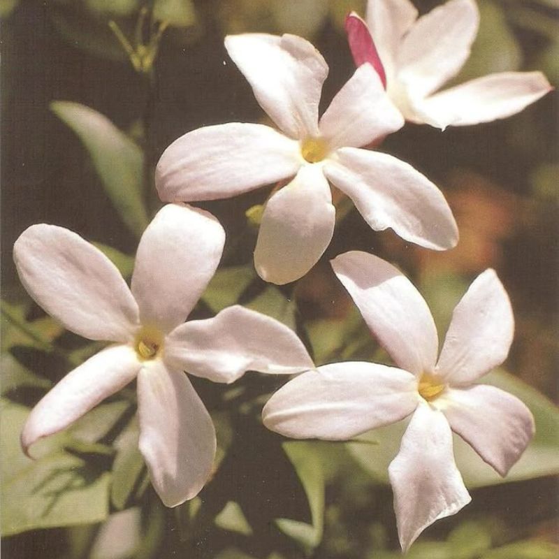 Masque de Nuit – Lumière Régénérante | Autobronzant & relaxant